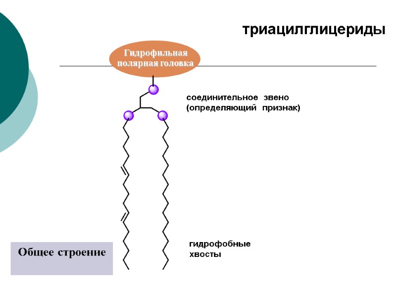 соединительное  звено (определяющий  признак) гидрофобные хвосты Общее строение триацилглицериды